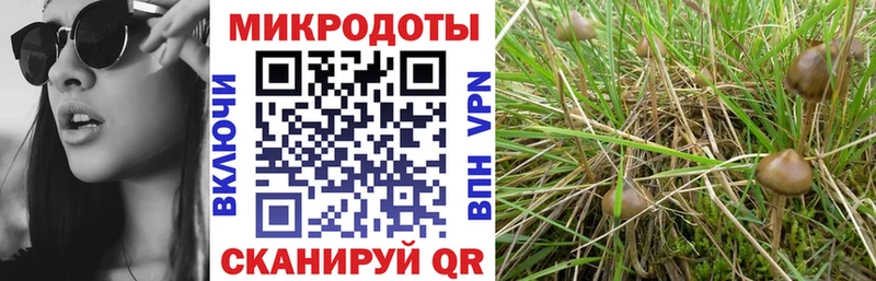 Псилоцибиновые грибы Psilocybe  цена наркотик  Холм 